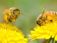 گرده افشانی چیست؟ گرده افشانی دستی توسط انسان یعنی چه؟