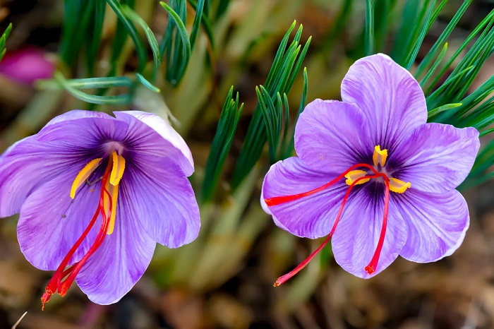 مضرات زعفران برای کبد