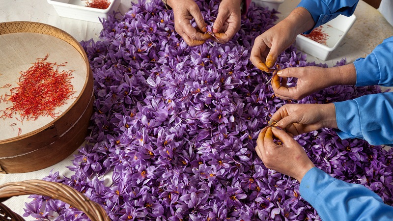 چگونه رطوبت زعفران را بگیریم