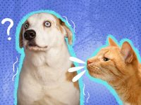 سگ و گربه ها