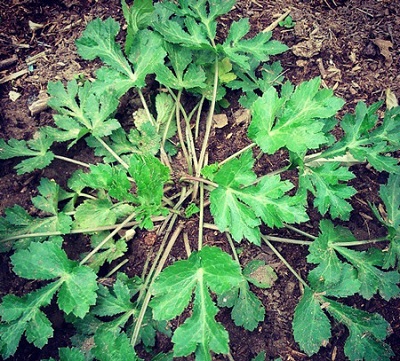 سبزی چوچاق