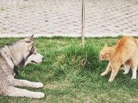چرا سگ و گربه با هم دشمن هستند