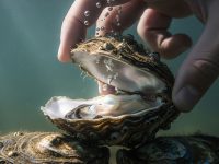 صدف مروارید دار